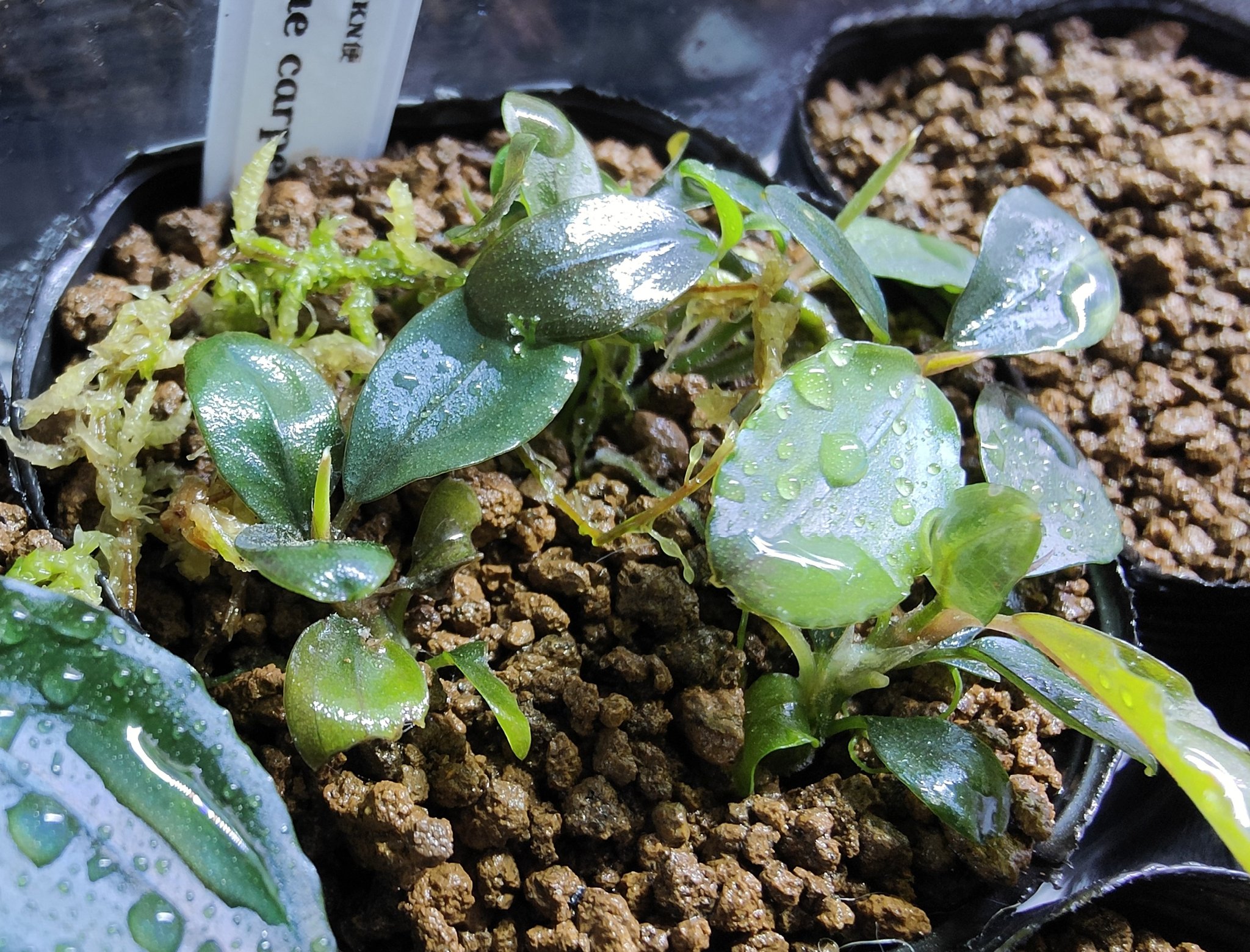 食*家様 ブセファランドラ Bucephalandra Pipto Varieg キボーデコ on X: 