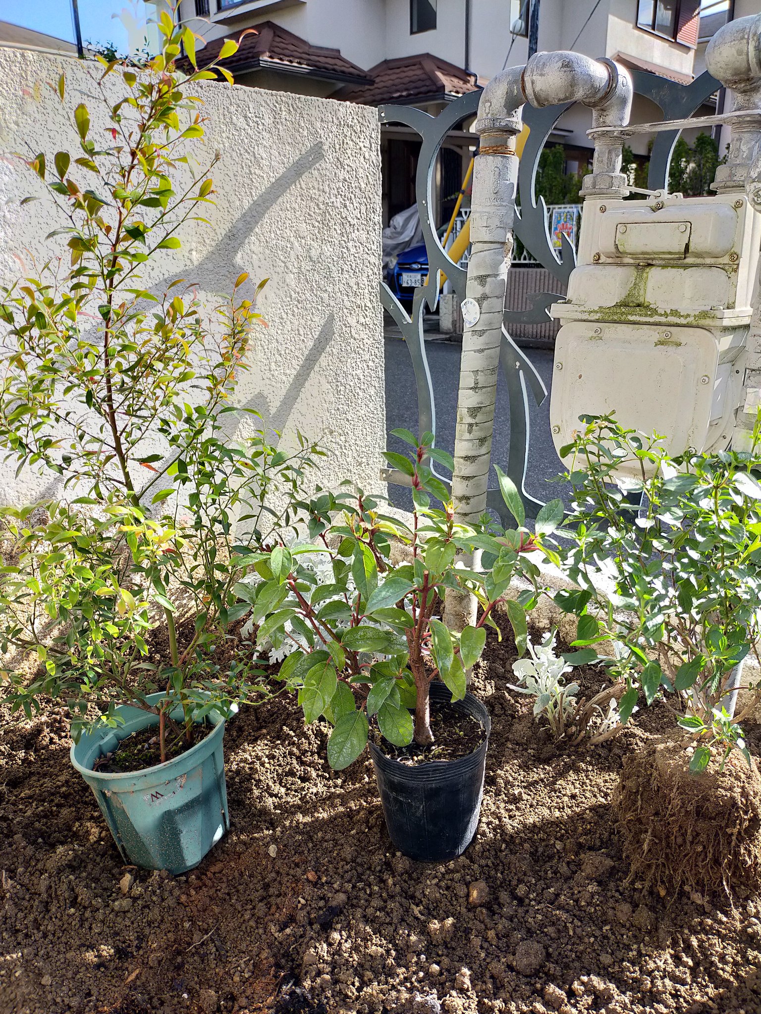 みかん 次は 植木たちをスリット鉢に入れて半地植えします ガーデニング ガーデニングdiy 花壇 ガーデニング初心者 宿根草 ビルベリー ビバーナムティヌス チェリーセージ T Co Oeix331uqr Twitter みかん 次は 植木たちをスリット鉢に入れて半地植えします ガーデニング ガーデニングdiy 花壇 ガーデニング初心者 宿根草 ビルベリー ビバーナムティヌス チェリーセージ T Co Oeix331uqr Twitter