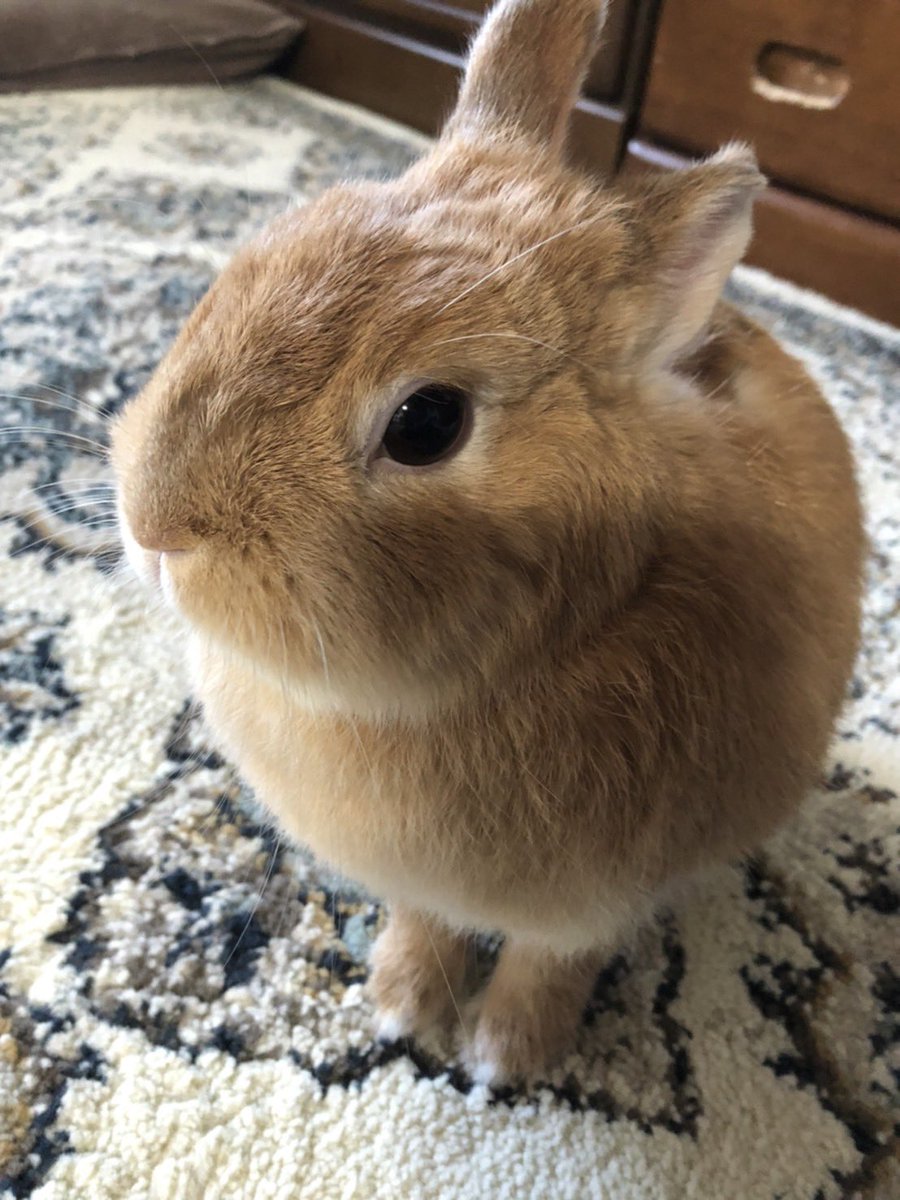 marronroom's tweet photo. 今日はまろんちゃん2歳の誕生日🎂🎉
おめでとう㊗️長生きしてね🐰 https://t.co/P5xSaNkv2n