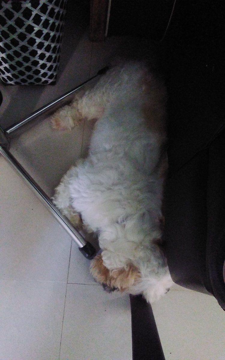 liaaazzz's tweet photo. Tired🐶 https://t.co/uiiv1maxad