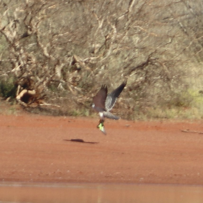 chapmiller_'s tweet photo. I saw a pale raptor standing by the waters edge of a claypan this morning. Didn't take long to realise it was a #greyfalcon - maybe a juvenile. Saw it chasing budgies and even managed a blurry snap of it catching one #BirdsSeenIn2021 #wildoz https://t.co/WKyRgDoFly