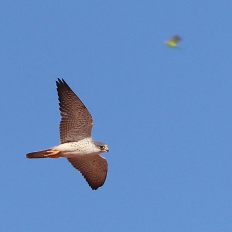 chapmiller_'s tweet photo. I saw a pale raptor standing by the waters edge of a claypan this morning. Didn't take long to realise it was a #greyfalcon - maybe a juvenile. Saw it chasing budgies and even managed a blurry snap of it catching one #BirdsSeenIn2021 #wildoz https://t.co/WKyRgDoFly