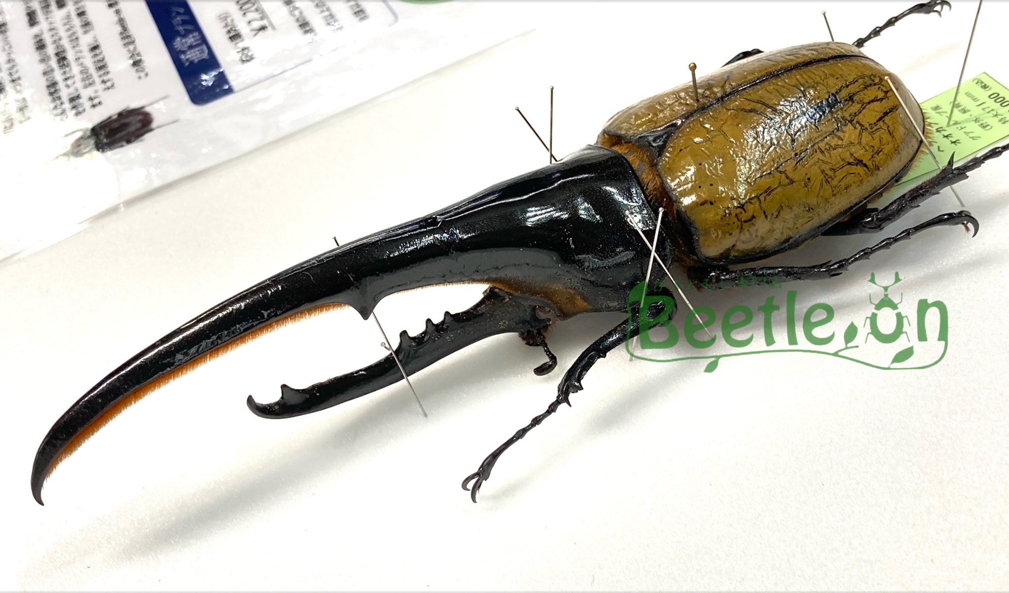 Beetle On ビートロン 東京店 標本販売事業部 Beetleondriedsp Twitter