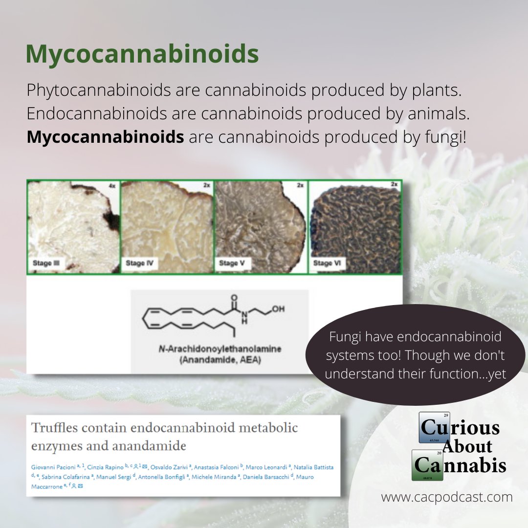 AboutCannabis's tweet photo. We often talk about phytocannabinoids or endocannabinoids, but don't forget about mycocannabinoids!

#curiousaboutcannabis #cannabiseducation #cannabisscience #hempeducation #hempscience https://t.co/I9f0joa6AS
