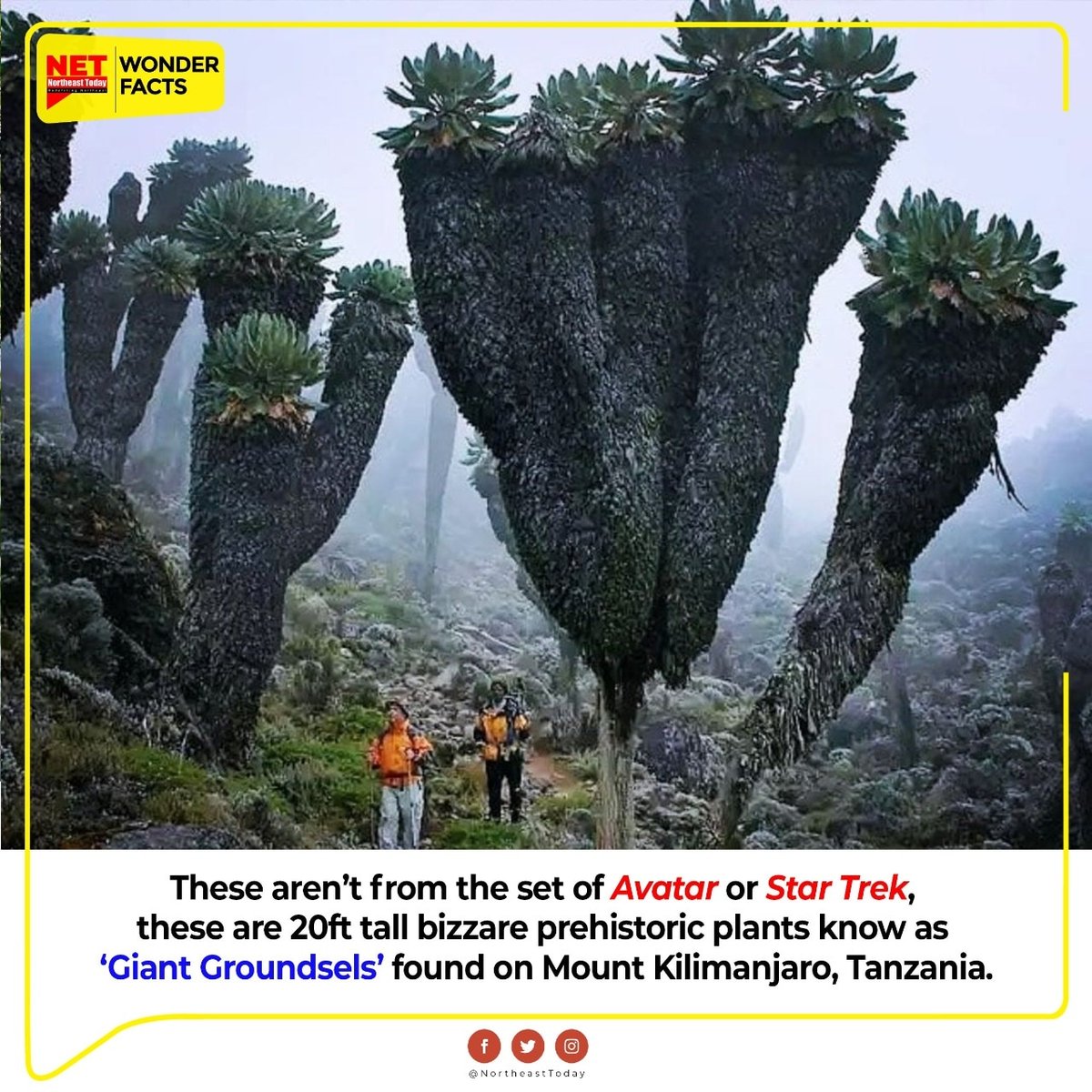 NortheastToday's tweet photo. #NETWonderFacts | These aren’t from the set of Avatar or Star Trek, these are 20 feet tall bizarre prehistoric plants, 'Dendrosenecio kilimanjari' giant groundsel that can only be found on the top of Mount Kilimanjaro in Africa.
#GiantGroundsels #MountKilimanjaro
#Africa https://t.co/g9Qyo19YY8