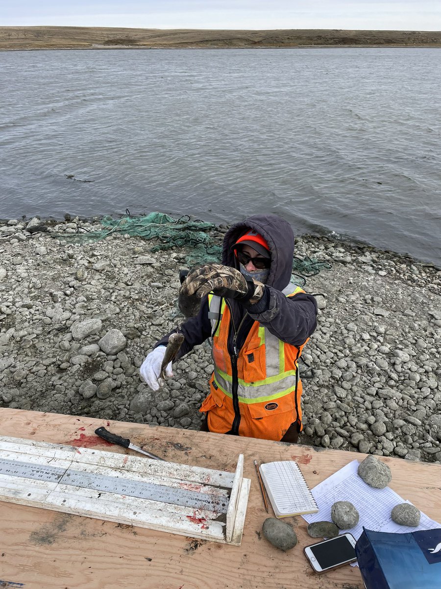 Ecology_Foley's tweet photo. An example of the power of observation.
You can tell it was cold by the neck warmer collecting snot, and windy by the rocks holding down the data forms.
#fisheries #fish #bitbrisk #FieldWorkFriday #fieldwork #fish #fishsci #teamfish #boatlife #ScienceJobs #WomeninScience https://t.co/pfrd8iWSag