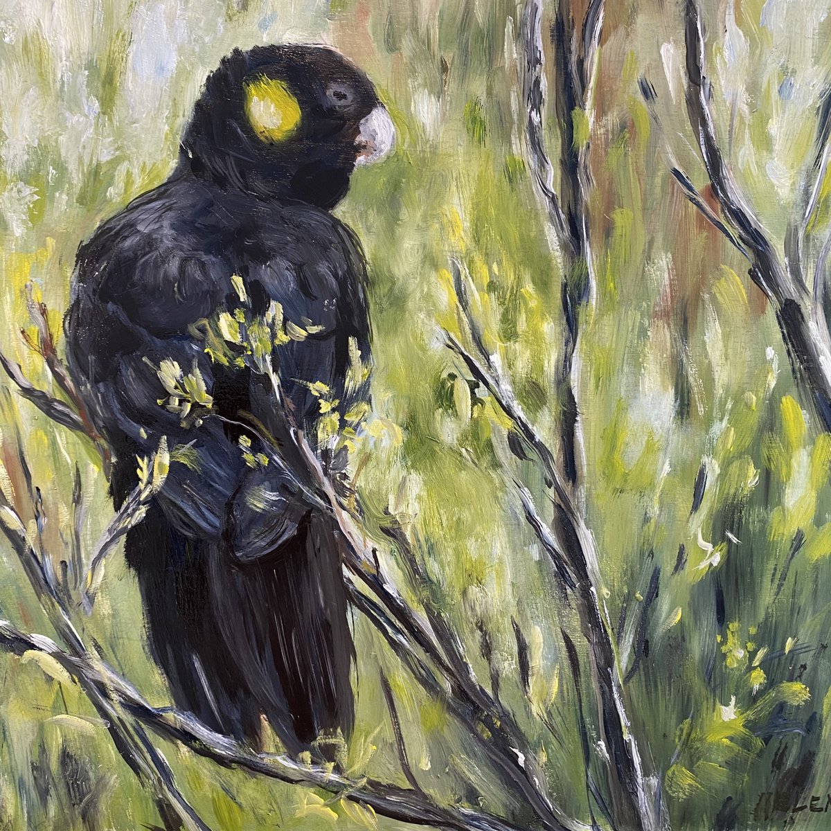 A little painting of mine of the yellow tailed cockatoos that fly over my home.