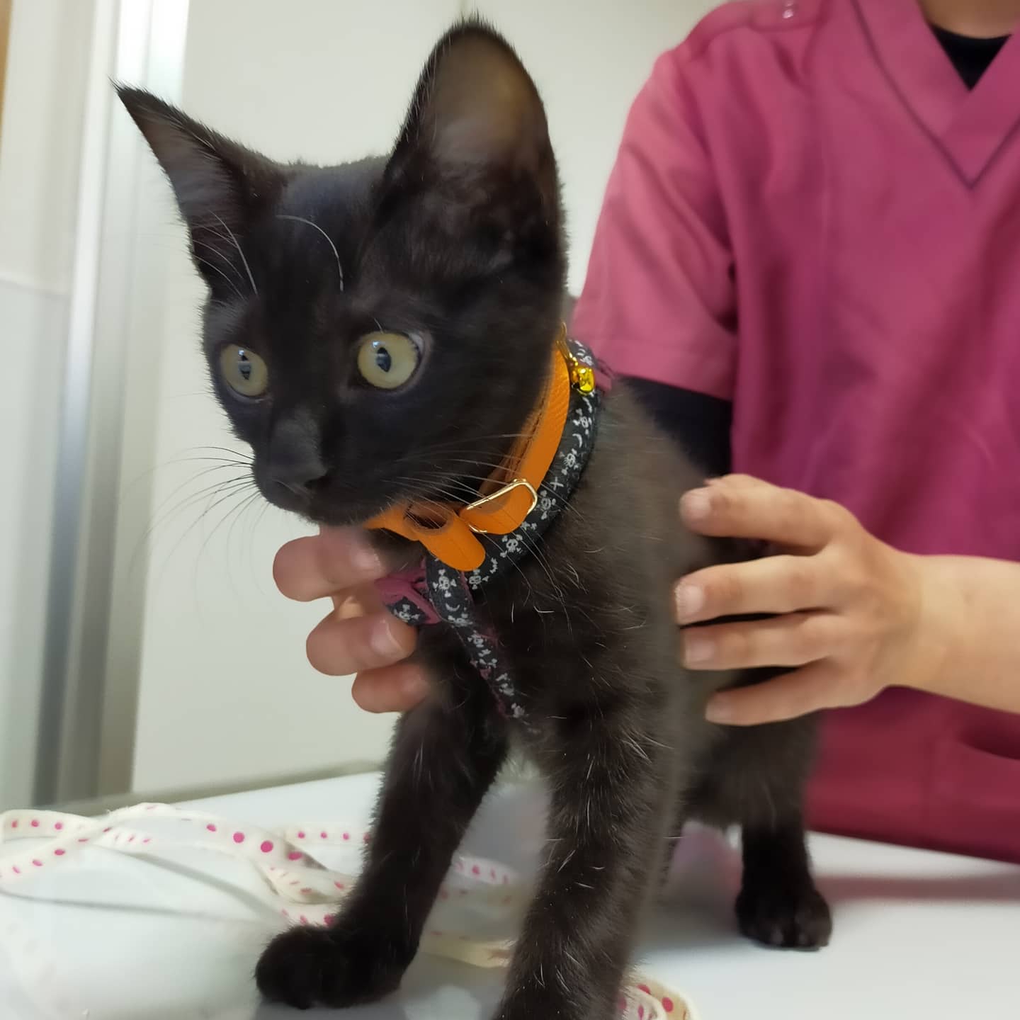 るりあ動物病院 Lulia Oshin Twitter