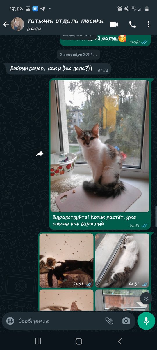 то что девушка отдавшая нам кота всё ещё интересуется как он >>>>> 😭🤲🏻🤲🏻🤲🏻