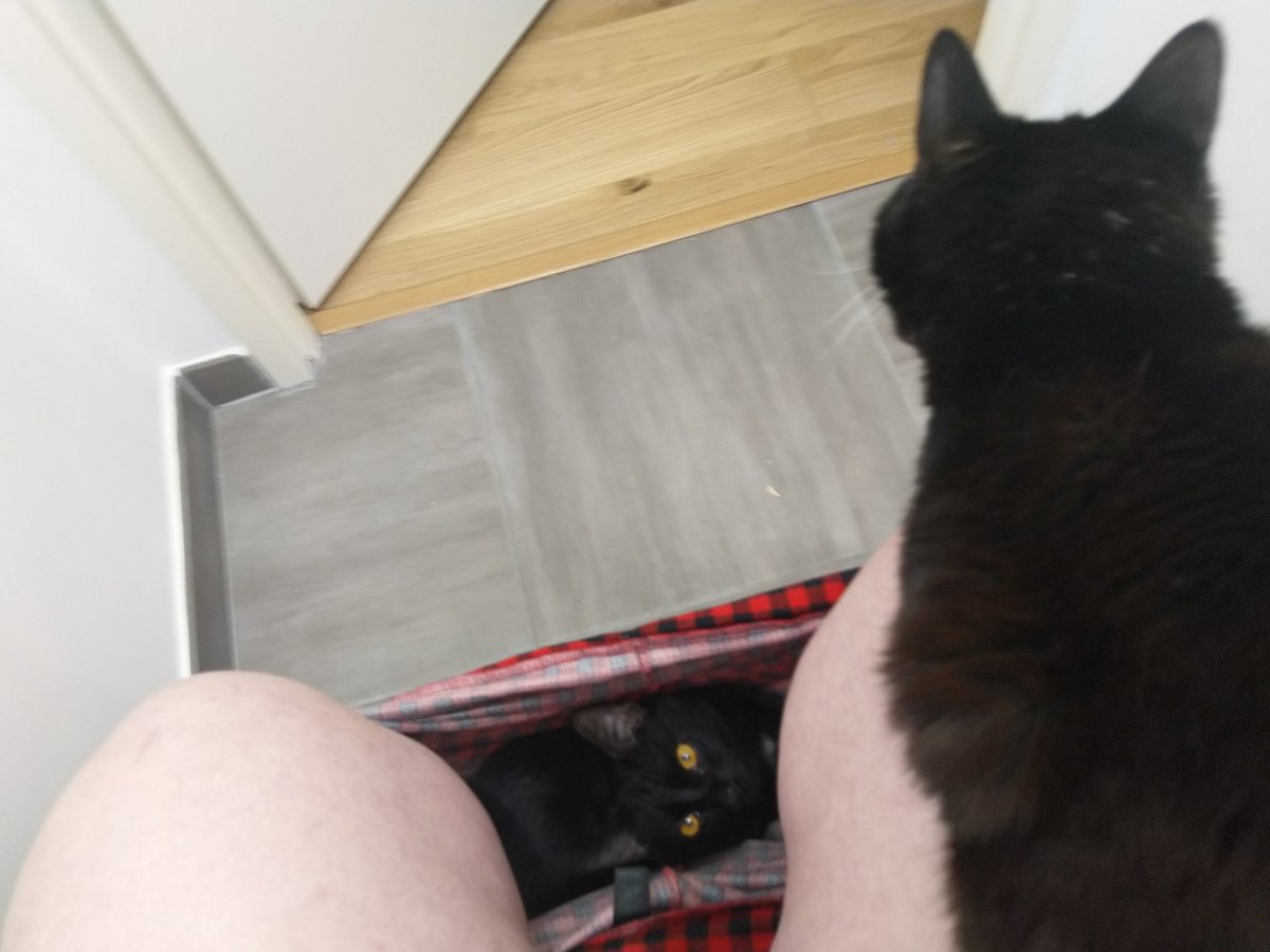 ElDragounyou's tweet photo. @tavujesus Joyeux #chalendrier !
J'ai assez hésiter sur qu'elle photo mettre, mais l'attaque de petits chats aux toilettes est assez extraordinaire https://t.co/zdG6J3ACwq