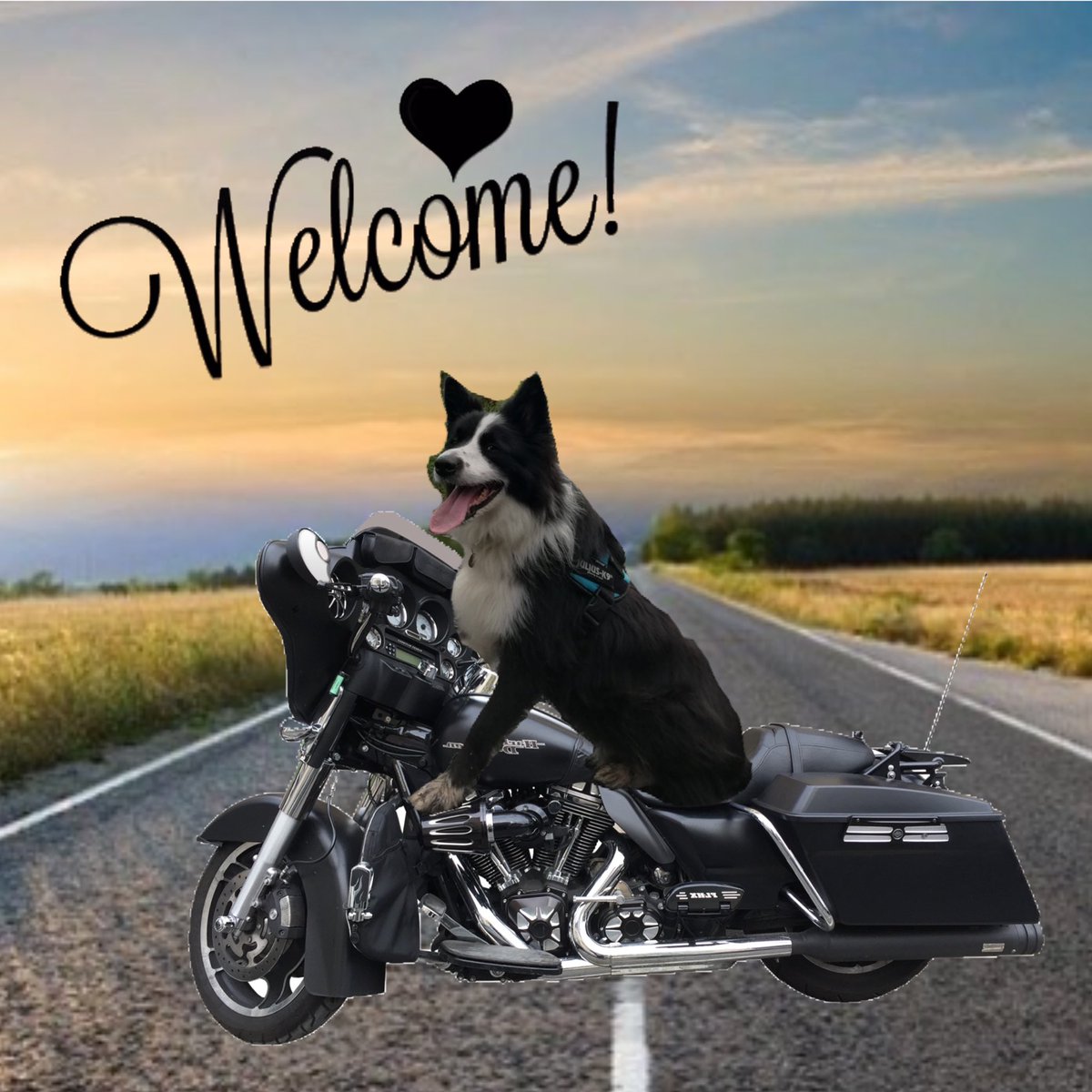 Pacer T Dog tweet media