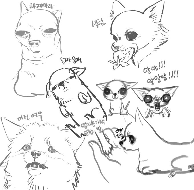 치와와 사랑함 