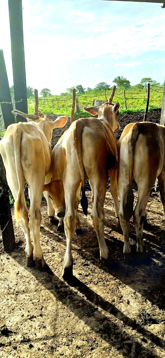 #19diciembre ¡Bendito domingo! El kinder #becerros #razacarora #Venezuela 🐮❤️🍃🌸🌱🌤️🇻🇪