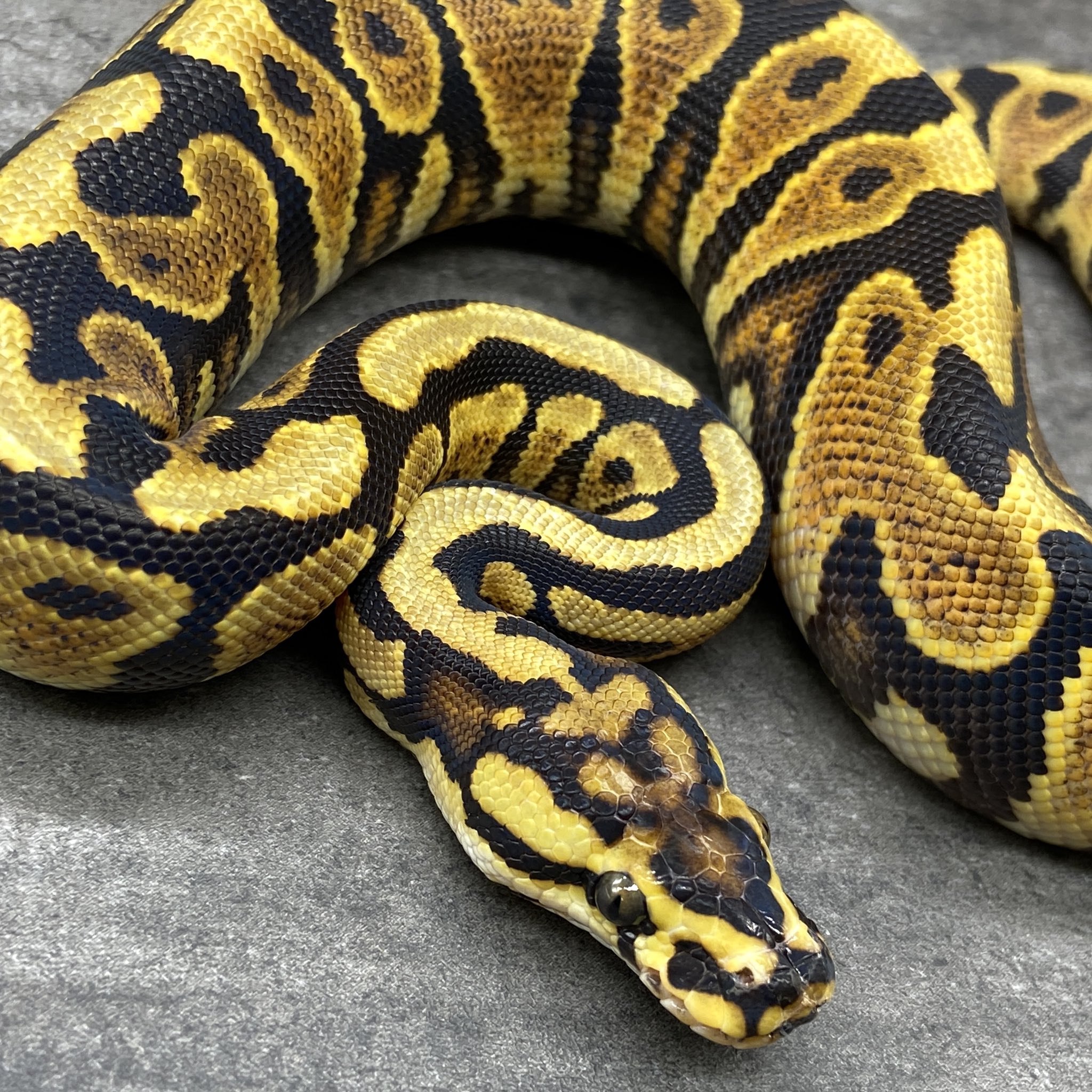 DEU Reptiles on X: 