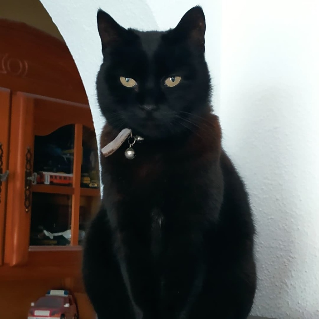 Mark_A_Nolan's tweet image. ODC not looking too happy at having her picture taken 🐱

#autohash #Torrevieja #Spain #ComunidadValenciana #cat #ilovemycat #catsagram #catstagram #kitten #kitten #pet #mammal #cute #portrait #pets #petsofinstagram #petsagram #petslover #petstagram #… instagr.am/p/CXqUvIYM1Il/