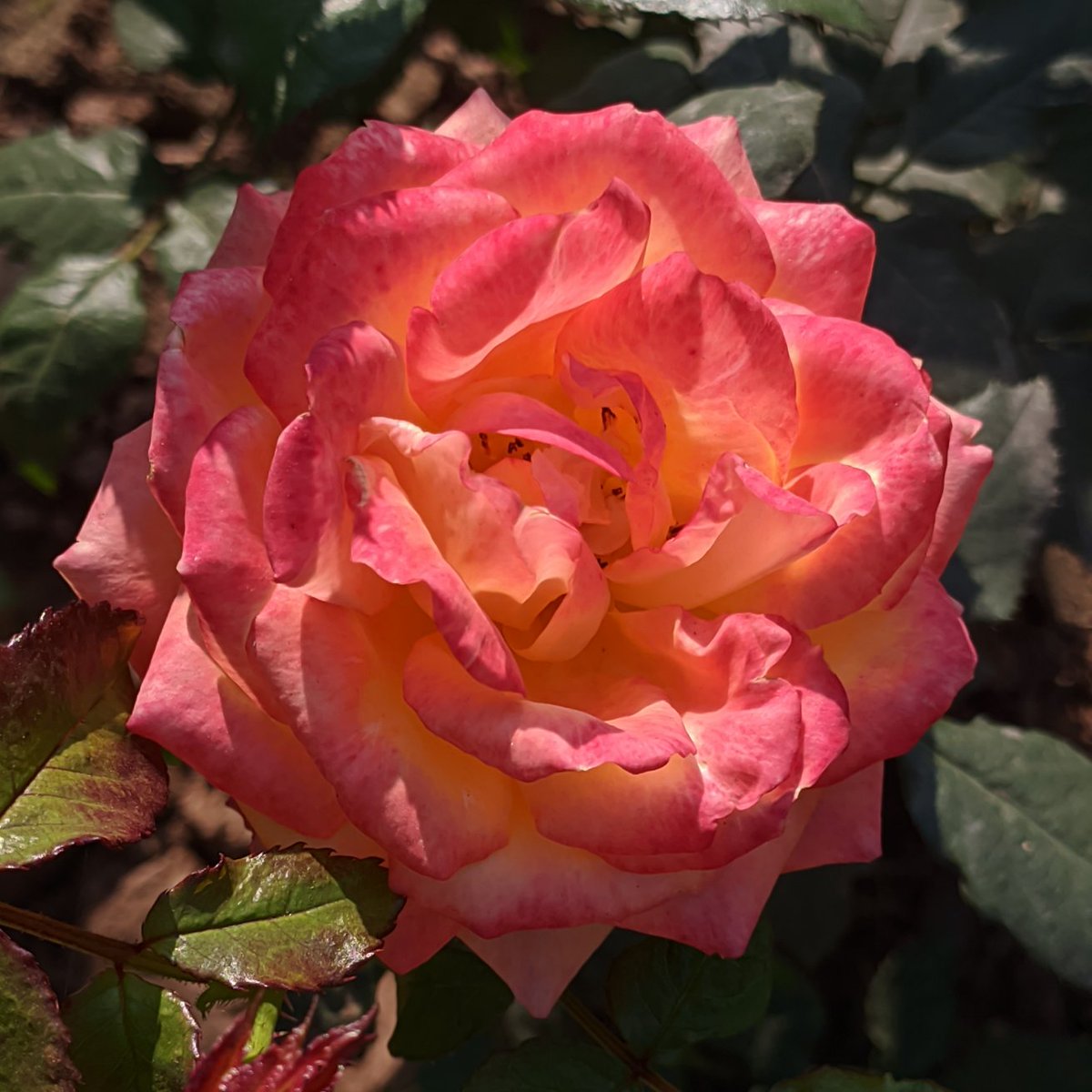 #rose #gardening #nature