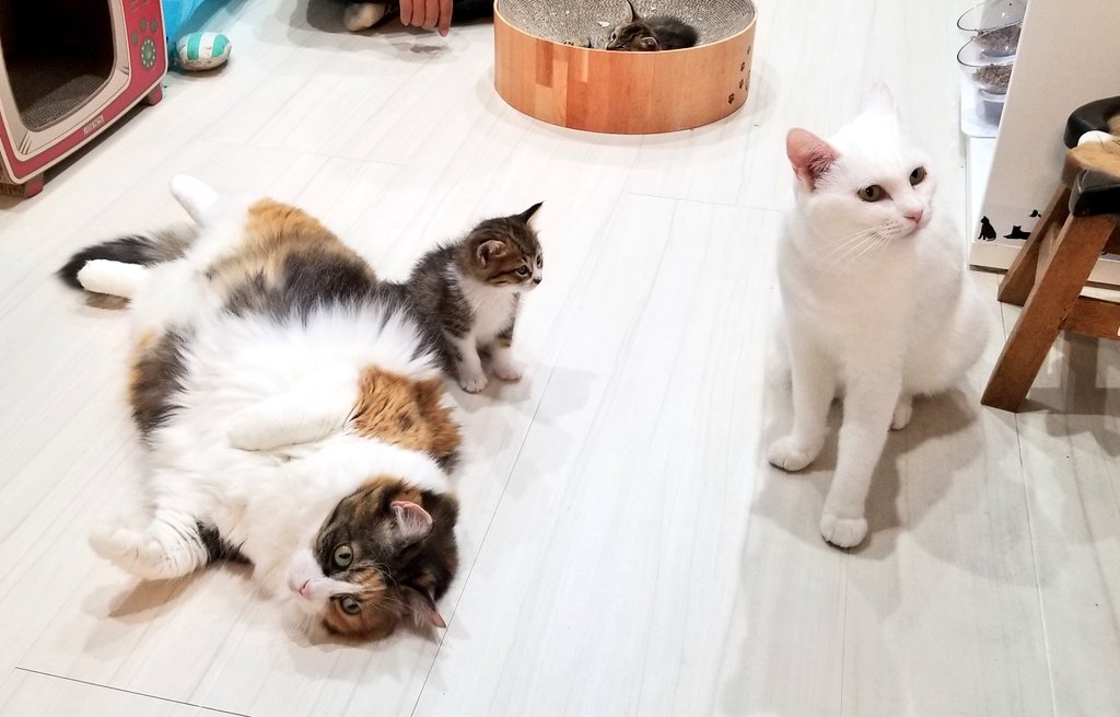 猫カフェnya Go にゃーご 公式 Since Twitter