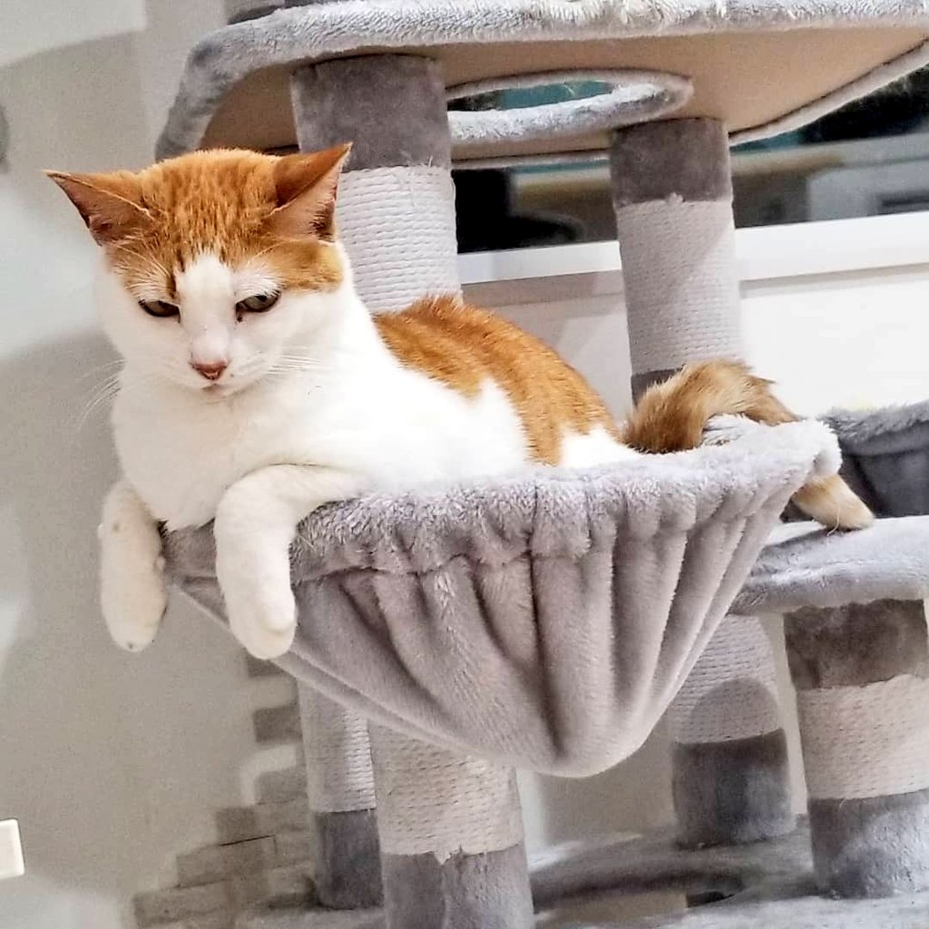 猫カフェnya Go にゃーご 公式 Since Twitter
