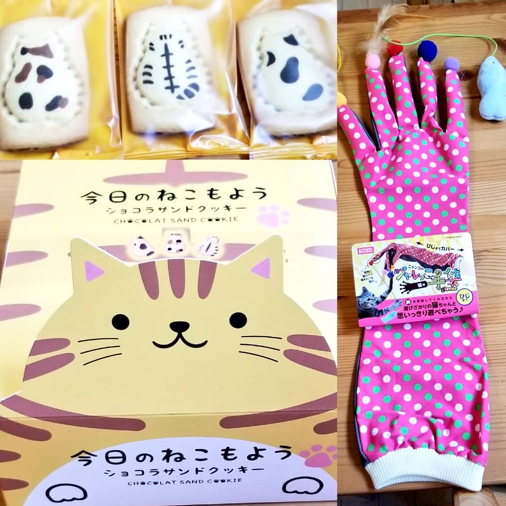猫カフェnya Go にゃーご 公式 Since Twitter