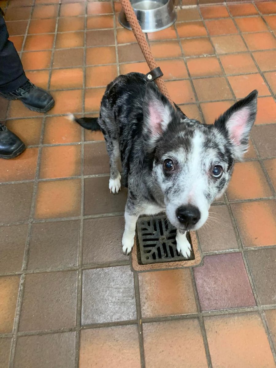 AdoptionsUk's tweet photo. Every shelter I have spoken to across the UK, this week, is full. A dog in a council pound will be destroyed after just 7 days if there is no shelter space. If a dog was stolen in London and dumped in Scotland the owner has just 7 days to check every pound π #DogsofTwittter https://t.co/RvCphUdVxW