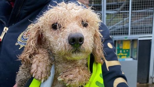 AdoptionsUk's tweet photo. Every shelter I have spoken to across the UK, this week, is full. A dog in a council pound will be destroyed after just 7 days if there is no shelter space. If a dog was stolen in London and dumped in Scotland the owner has just 7 days to check every pound π #DogsofTwittter https://t.co/RvCphUdVxW
