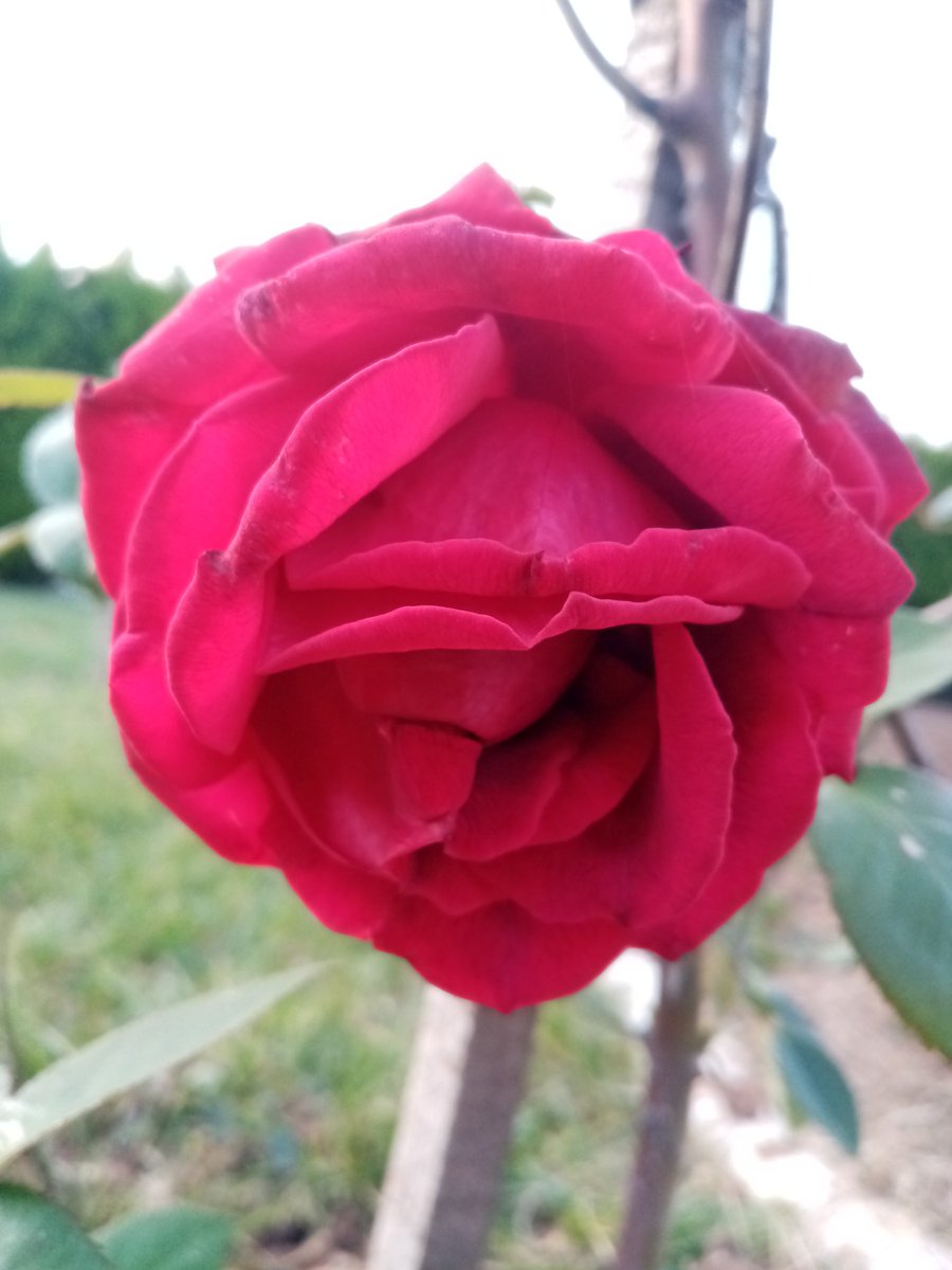 Günaydın, mutlu pazarlar.