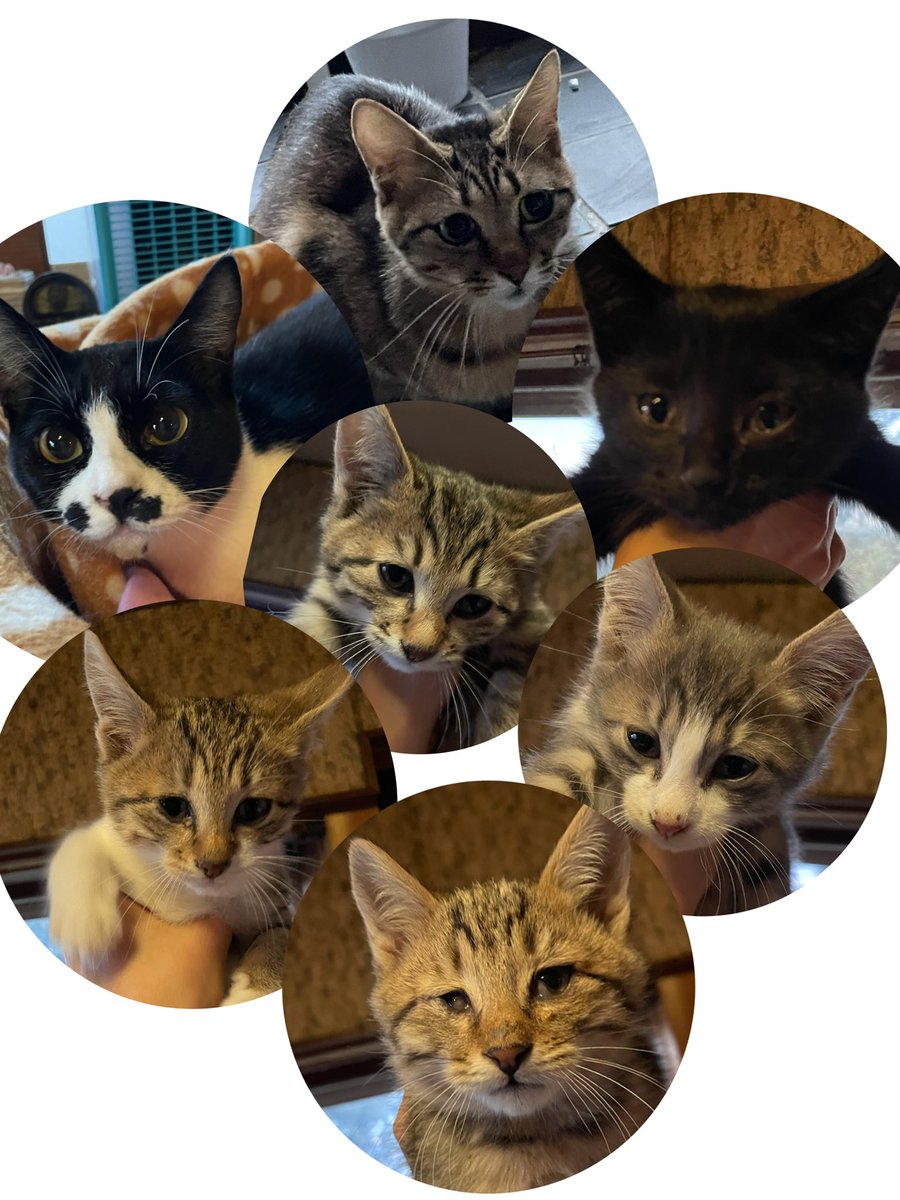 Princelips_aaa's tweet photo. 猫ちゃんたちの新しい飼い主さん募集しています。オスかメスかはまだ分かりません。上の2匹は１歳〜３歳くらい、下の5匹の子は生後3ヶ月くらいだと思います。みんな人懐っこいです🤍🤍
最後まで責任を持って面倒見てもらえる飼い主さんを募集しています！
#拡散募集
＃里親募集 https://t.co/d81nDbSzCe