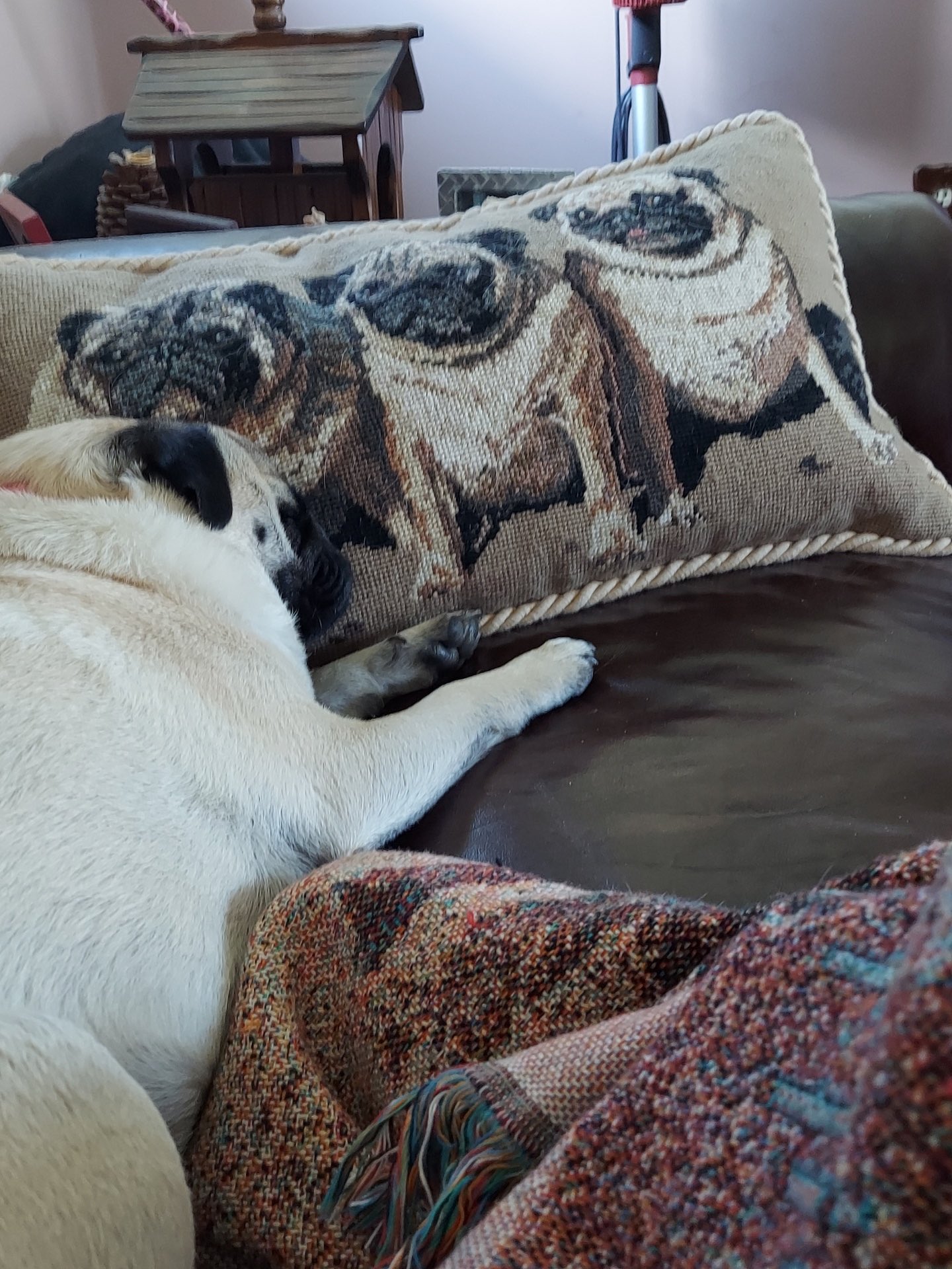 Pug dog George🌈 Bill & Rose on Twitter: "Hi, Rose here. Time to get a  little nap. I always lay my head on my favorite pillow that mommy made of  my 3