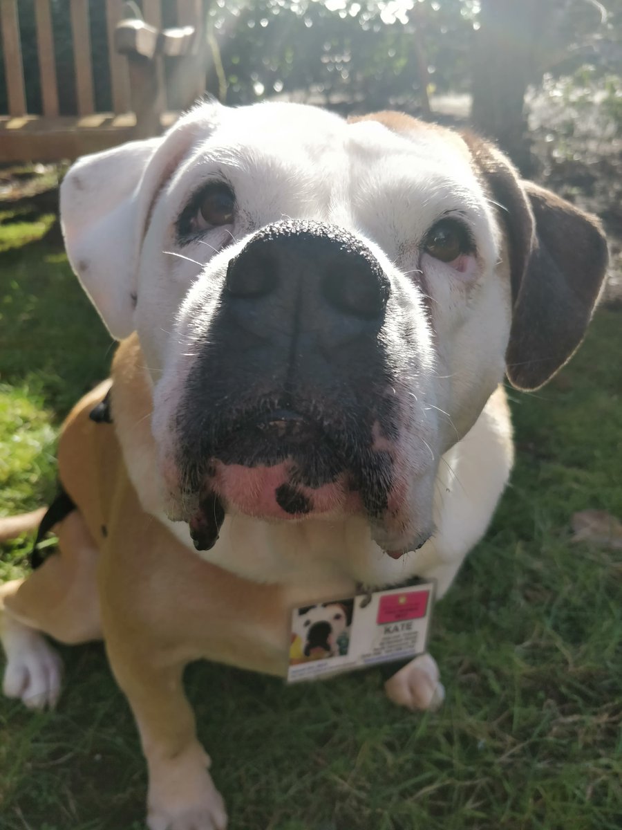 BCPetsFriends's tweet photo. The adorable Kate is retiring from her role as a volunteer #therapydog. Kate has been there to #sharethelove, give comfort and companionship, and provide a helping paw to those in need. We will miss you, Kate (and Wanda, too!).

#petsandfriends #pettherapy #feelthelove https://t.co/UYIwZ5VJvR