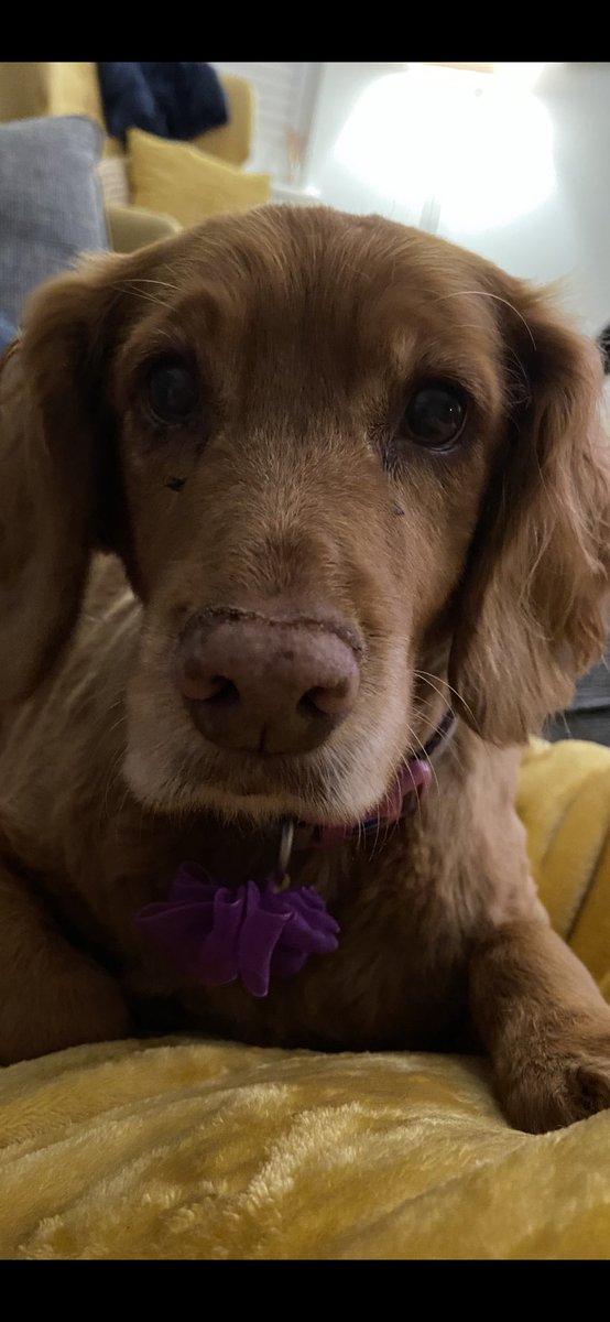 kathleengreg's tweet photo. Merry christmas to everyone @SandwichJunior . A special thank you to 3C for the lovely cards and presents, they really are appreciated. Millie says happy christmas too https://t.co/NXL6VnznHe