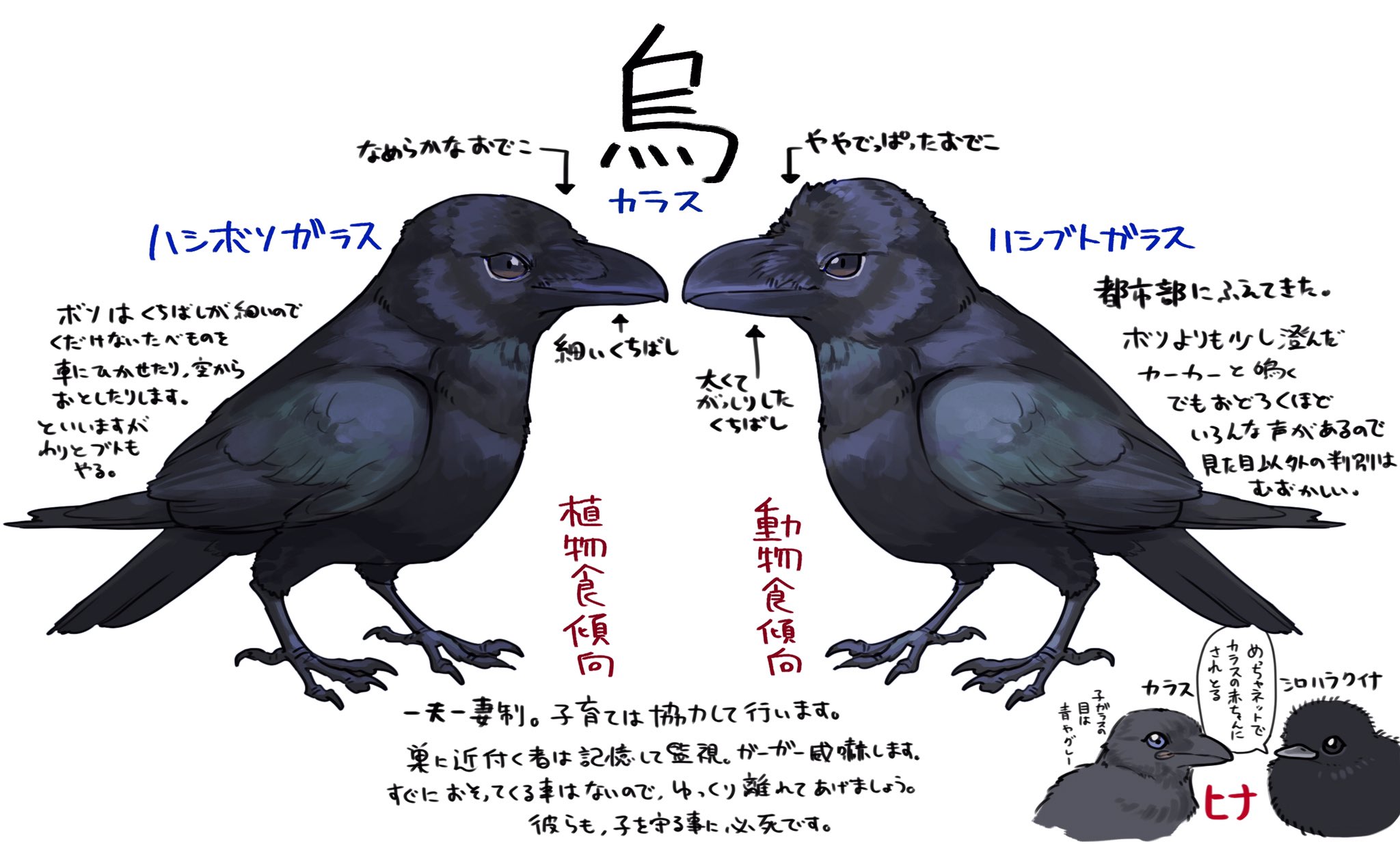 鳥梅 カラスの見分け方 ぶっちゃけ見た目 T Co Igcsiimjxr Twitter