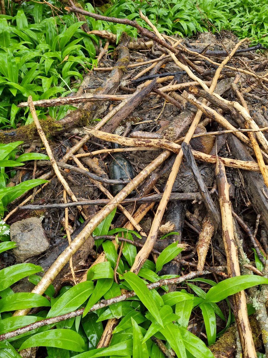 evabishop's tweet photo. π« #Advent #BeaverCal DEC 19
Some unusual construction material in this #beaver lodge β¬οΈ Can you see it?
I guess we can add recycling to their list of credits β»οΈ https://t.co/DnC2qRNosn