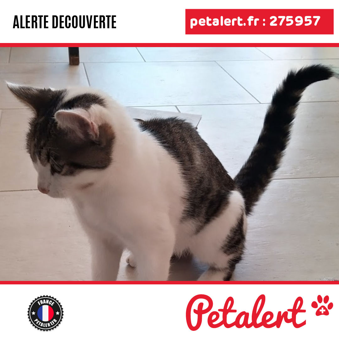 petalert_france's tweet image. Trouvé #Chat #CharenteMaritime #DompierreSurMer #Petalert  #PetAlert17 / p3t.co/qqddA