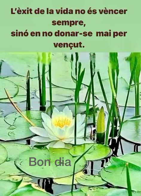 EOR, desitjant viure en un país lliure🎗️ tweet media