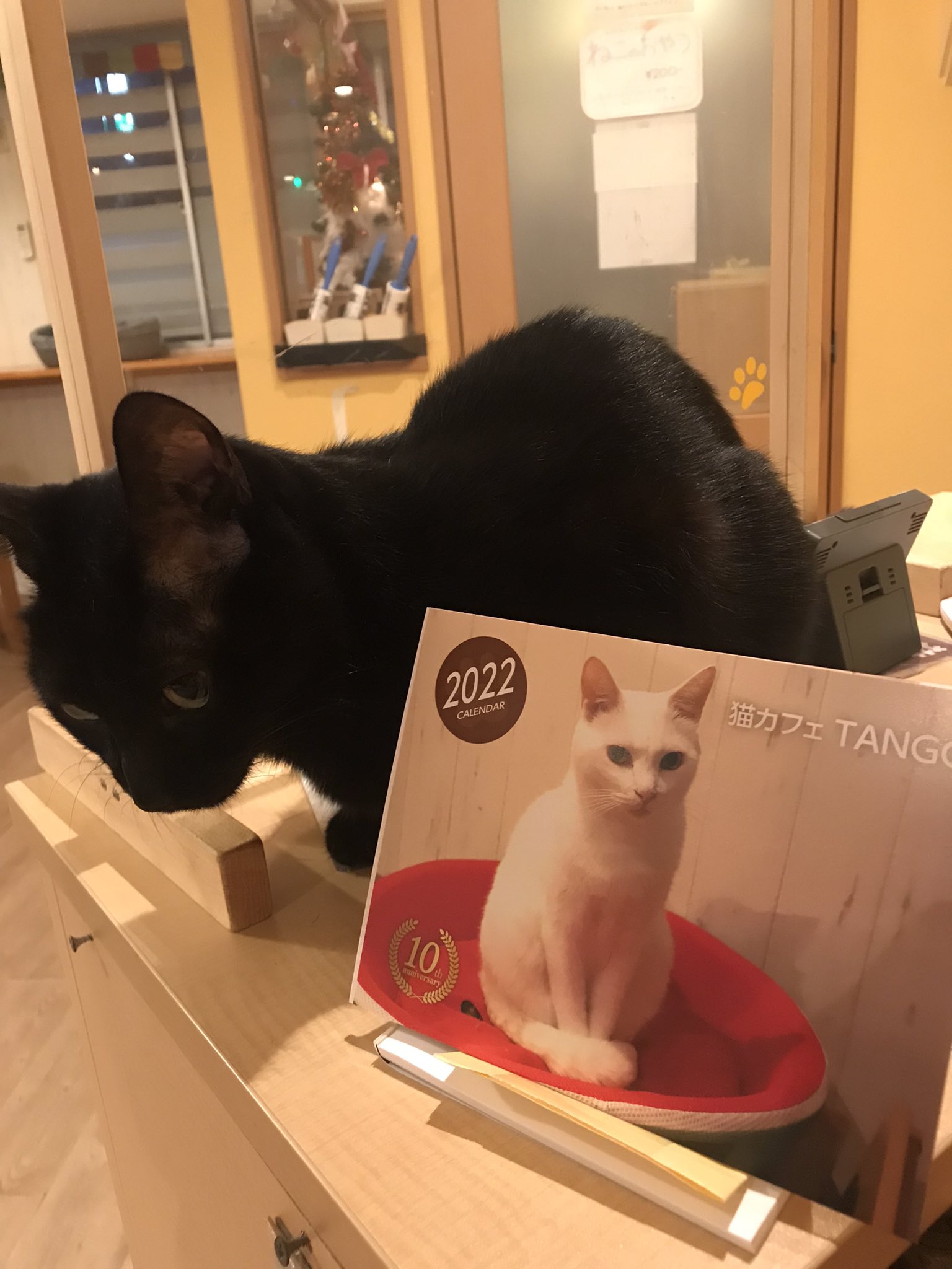 猫カフェtango Tango Twitter