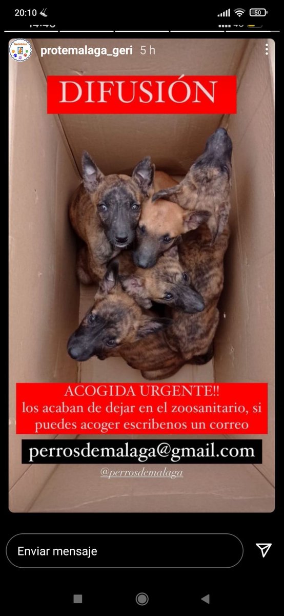 TaxiPetsSpain's tweet photo. Buenos dias y buen #Domingo Por favor difundid y compartid.
Necesitan urgentemente #CasaDeAcogida o #Adopcion
Escribid un correo electrónico donde especifica la imagen o Foto.
Gracias a tod@s por vuestra ayuda!!!
@animalrescueesp 
@SonrisaPeluda @perrosdemalaga @RSAcogida
😍❤🐶 https://t.co/523msNQRL2