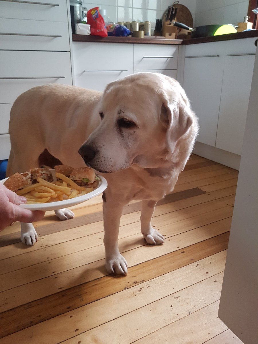 To our darling big boy Marty. Happy 10th birthday big man. Senior pupper now. We love you so much. Bless you. Mum, dad, Oliver and Angels Marley and Sahara. ❤❤❤