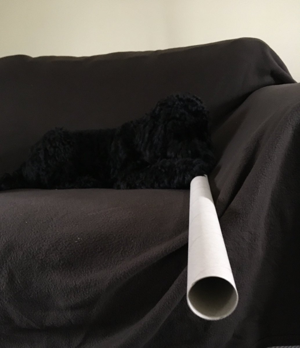 A very, very camouflaged cockapoo with a very, very long cardboard tube. Which may be about as much fun as we’ll be allowed this year, given where the UK is heading ….😭