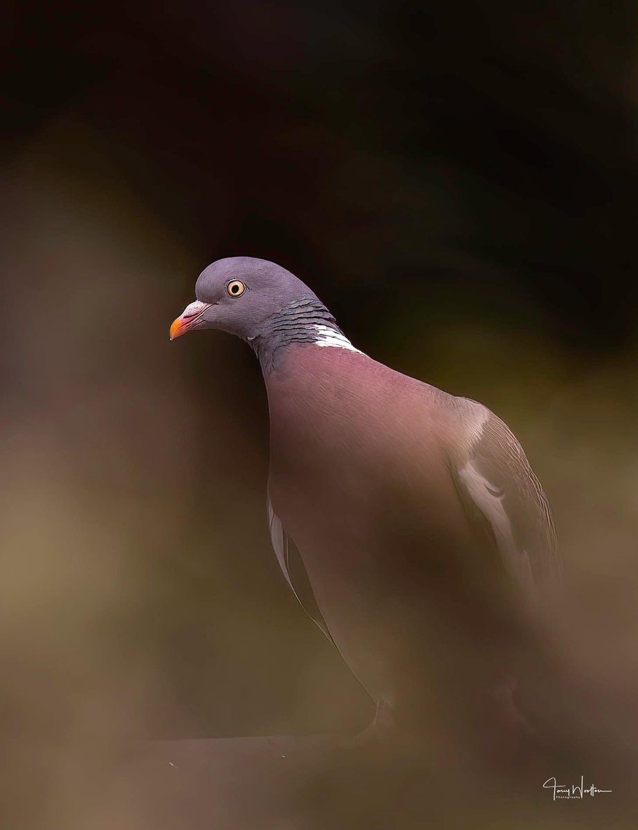 Tony’s Photos ….🍂🍁 tweet media