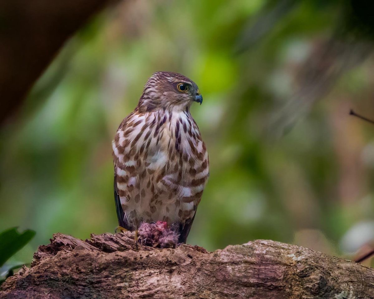 rupperrt's tweet image. Besra #dailybird #birdphotography #birds #TwitterNatureCommunity