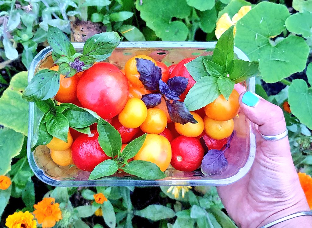 lovely_plot's tweet image. Growing own food is a privilege because it means you have access to land. Whether your own or an allotment/community garden - it&apos;s really precious and I just wish more people had access to it because it&apos;s life changing, on so many levels🙌
#GardenAdventCalendar #gardening