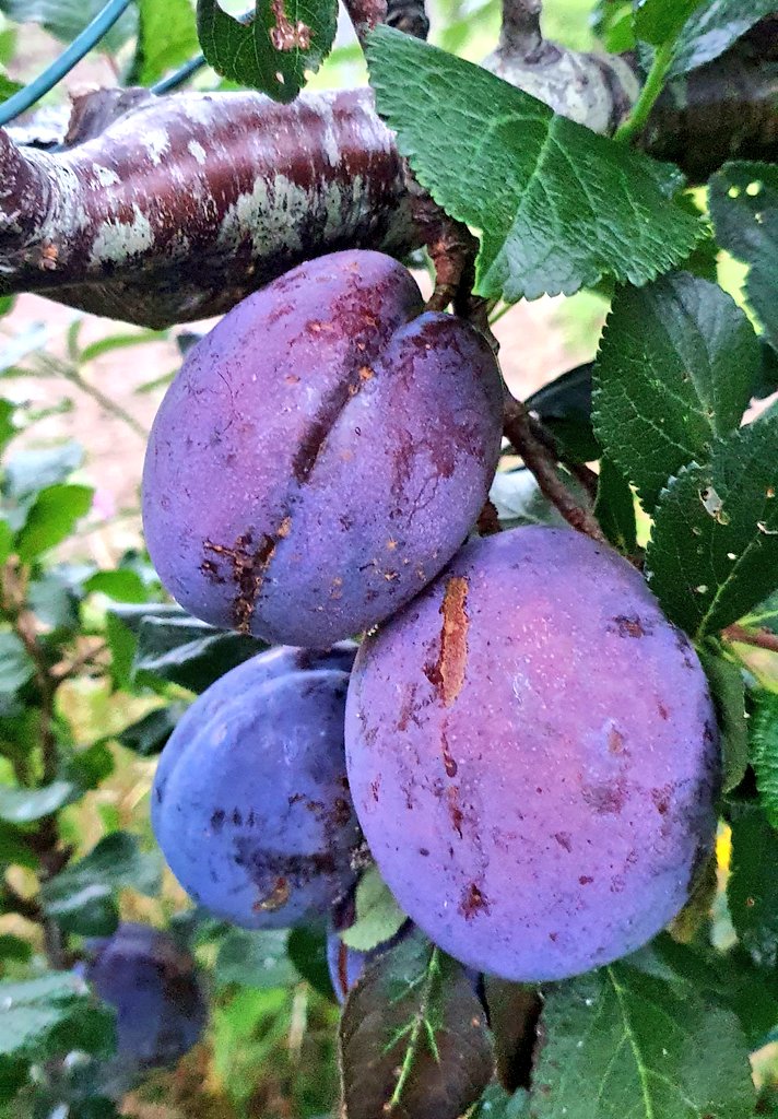 lovely_plot's tweet image. Growing own food is a privilege because it means you have access to land. Whether your own or an allotment/community garden - it&apos;s really precious and I just wish more people had access to it because it&apos;s life changing, on so many levels🙌
#GardenAdventCalendar #gardening