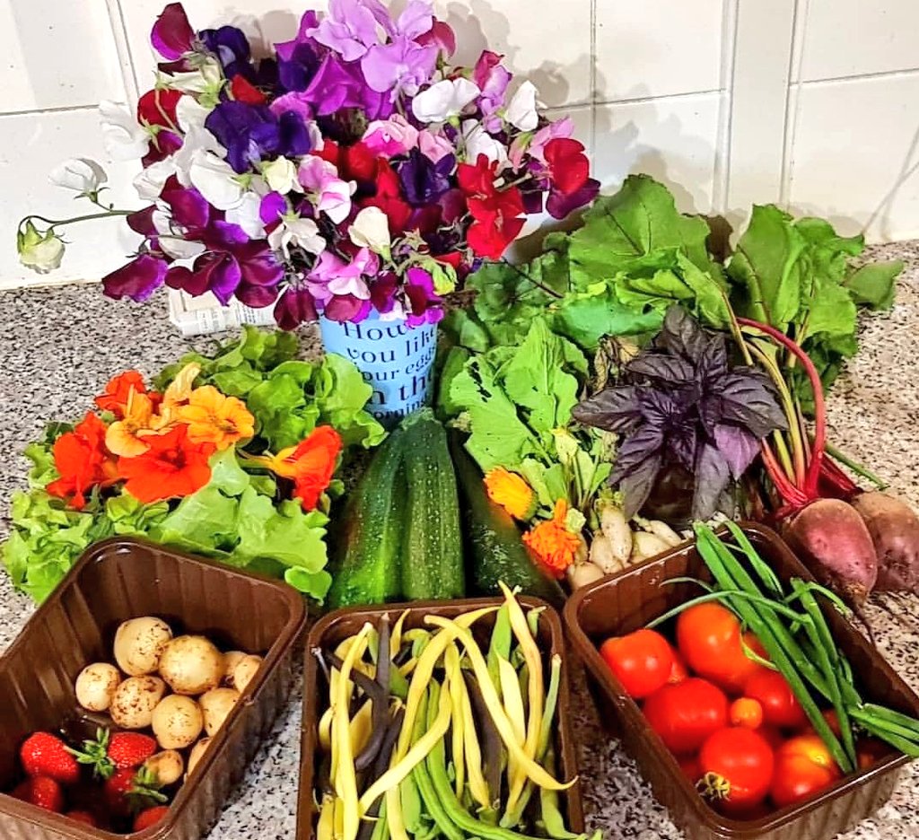 lovely_plot's tweet image. Growing own food is a privilege because it means you have access to land. Whether your own or an allotment/community garden - it&apos;s really precious and I just wish more people had access to it because it&apos;s life changing, on so many levels🙌
#GardenAdventCalendar #gardening