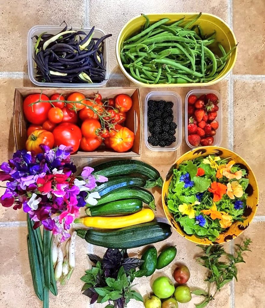 lovely_plot's tweet image. Growing own food is a privilege because it means you have access to land. Whether your own or an allotment/community garden - it&apos;s really precious and I just wish more people had access to it because it&apos;s life changing, on so many levels🙌
#GardenAdventCalendar #gardening