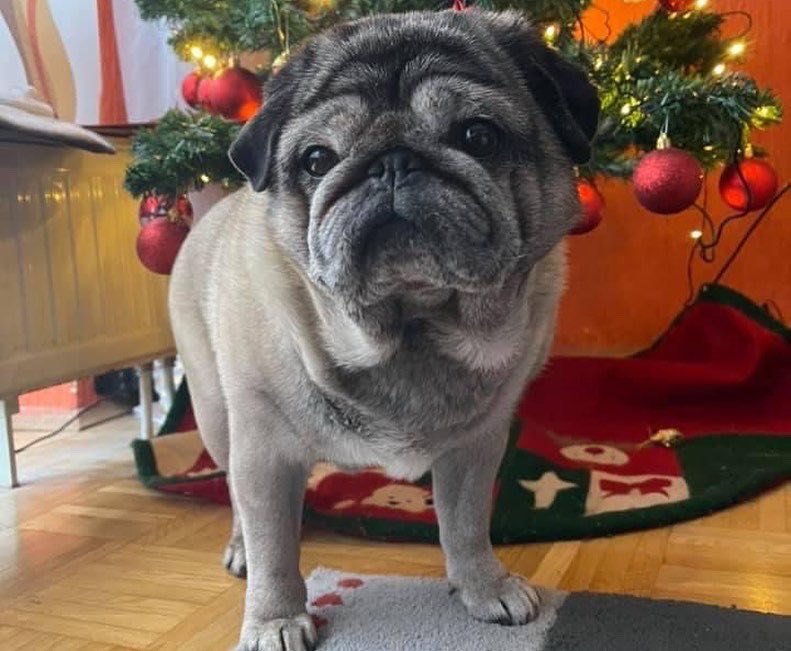 Ueffcken's tweet photo. Wir wünschen euch einen schönen 4️⃣. 𝓐𝓭𝓿𝓮𝓷𝓽 Benny&Uwe und Mops Molle 🌲🎅#Weihnachten #4advent #schwerte #gayliebe https://t.co/MapA3SjMVY