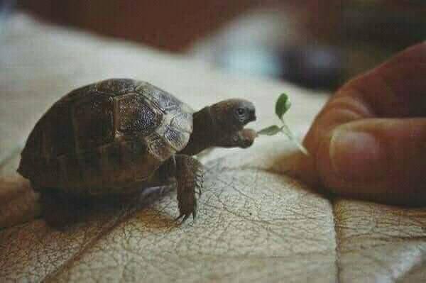 To help someone, you don't have to be strong or rich, you just need to be kind