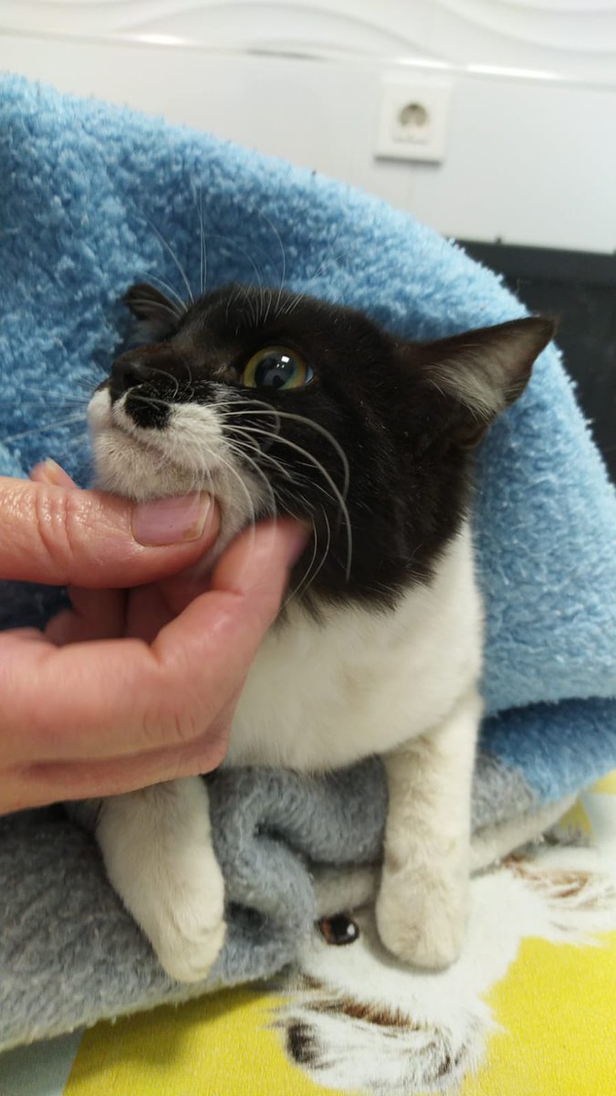 SilviaMylo's tweet photo. Tiene tres mesecitos y sonríe con la inocencia de un bebé, confiada y feliz en ese momento
Sus hermanos han sido adoptados y se ha quedado sola, en un baño 😢
Tanta ternura en sus ojos, tanta... 😢 💔
634 65 90 12
En Murcia https://t.co/2vfqFI0B2l