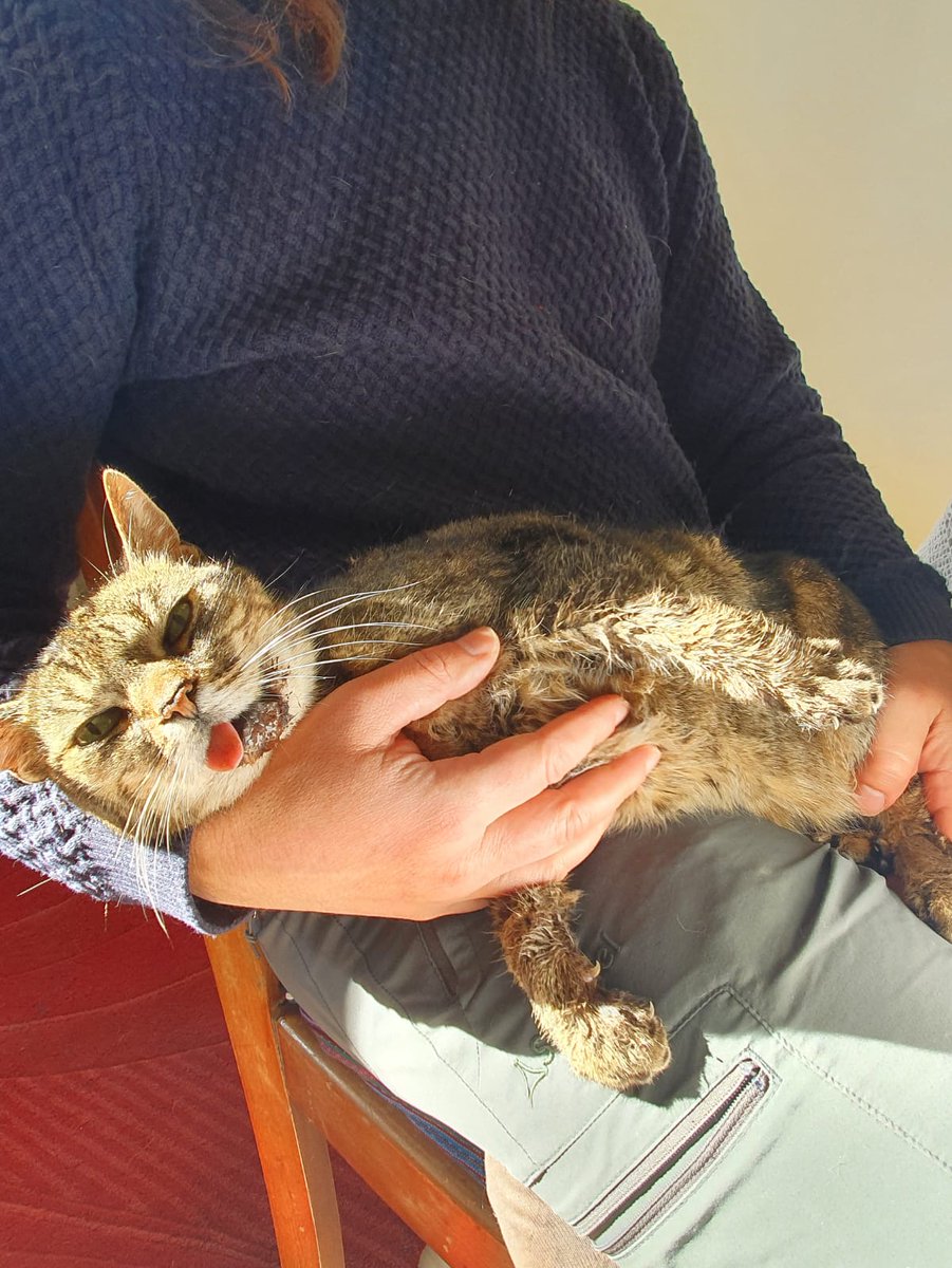 derMischo tweet media