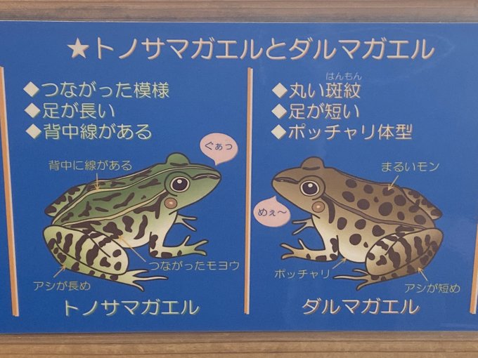 トノサマガエルのtwitterイラスト検索結果