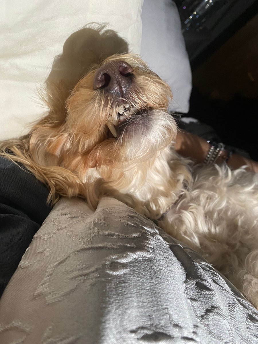 Teddy smiling in his sleep ❤️